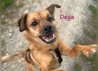 DRINGEND! Deya geb. 02/2021 (in Deutschland) - kleine Maus sucht zweite Chance!