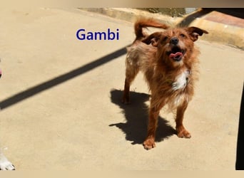 Gambi geb. 06/2023 (ESP) - unkomplizierter, freundlicher Hundemann!