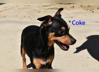 Coke geb. 12/2024 (ESP) - verschmuster und menschenbezogener Junghund!