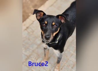 Bruce2 geb. 07.2025 (ESP) - freundlicher und verspielter Junghund sucht sein Zuhause!