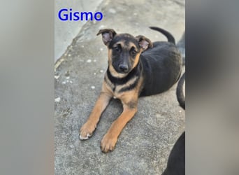 Gismo geb. 01/2026 (ESP) - charmanter, unverdorbener Welpe sucht sein Körbchen!