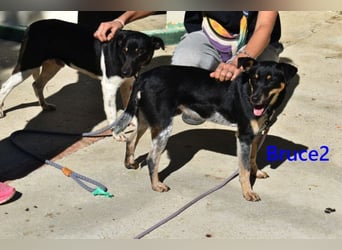 Bruce2 geb. 07.2025 (ESP) - freundlicher und verspielter Junghund sucht sein Zuhause!