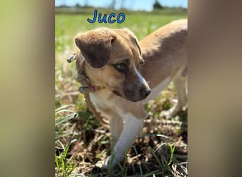Juco geb. 08/2024 (GRC) - ruhiger, sozialer und liebenswerter junger Mann sucht ein Zuhause!