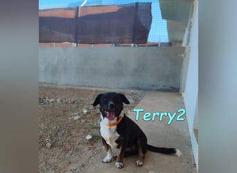 Terry2, geb. 11/2016 (ESP) - verschmuster und sozialer Rüde sucht seine Menschen!