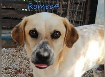 Romeo4 08/2022 (GRC) - schüchterner Schatz sucht Menschen mit Herz!