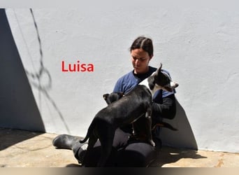 Luisa geb. 02/2023 (ESP) - verschmuste, wunderschöne Traumhündin!