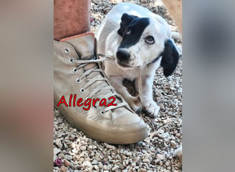 Allegra2 geb. 05/2026 (GRC) - charmanter, intelligenter kleiner Wirbelwind!