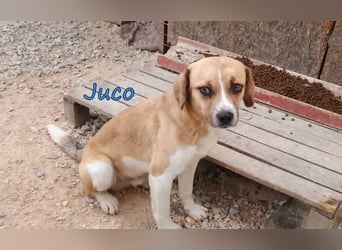 Juco geb. 08/2024 (GRC) - ruhiger, sozialer und liebenswerter junger Mann sucht ein Zuhause!