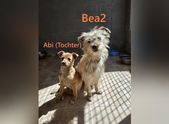 Bea2 geb. 04/2024 (ESP) - verschmuste kleine Wuschelmaus!