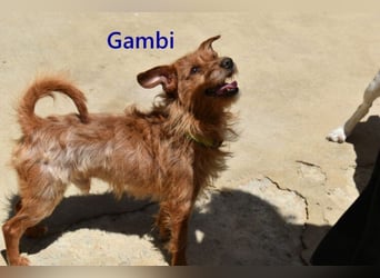 Gambi geb. 06/2023 (ESP) - unkomplizierter, freundlicher Hundemann!