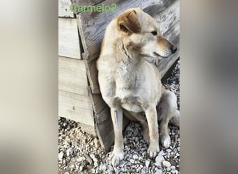 Carmelo2 geb. 10/2023 (GRC) - lieber, verschmuster Hundepartner sucht sein Zuhause!