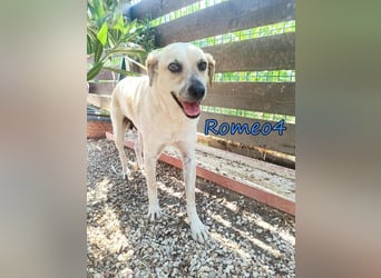 Romeo4 08/2022 (GRC) - schüchterner Schatz sucht Menschen mit Herz!