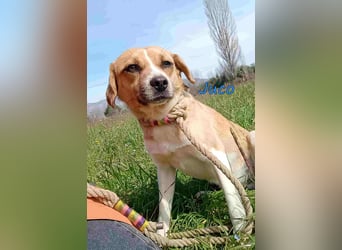 Juco geb. 08/2024 (GRC) - ruhiger, sozialer und liebenswerter junger Mann sucht ein Zuhause!