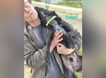 Tuno1 geb. 06/2025 (ESP) - fröhlicher und sanfter Junghund!