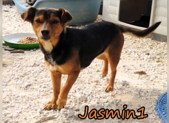 Jasmin1 geb. 08/2022 (GRC) - kleines Mädchen sucht ihre Familie!