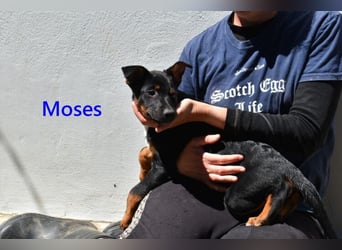 Moses geb. 01/2026 (ESP) - verspielter, wunderschöner Welpe sucht seine Menschen!