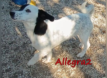 Allegra2 geb. 05/2026 (GRC) - charmanter, intelligenter kleiner Wirbelwind!