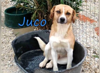Juco geb. 08/2024 (GRC) - ruhiger, sozialer und liebenswerter junger Mann sucht ein Zuhause!