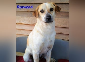 Romeo4 08/2022 (GRC) - schüchterner Schatz sucht Menschen mit großem Herz!