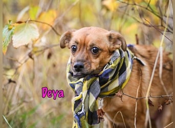 DRINGEND! Deya geb. 02/2021 (in Deutschland) - kleine Maus sucht zweite Chance!