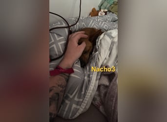 Nacho3 geb. 02/2022 (ESP) - geselliger und sozialer Bub sucht Pflegestelle oder Zuhause!