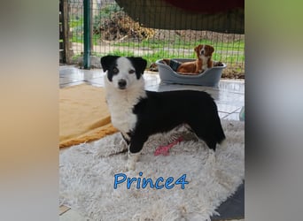 Prince4 geb. 03/2025 (GRC) - schüchterner, kleiner Sonnenschein sucht ein Für-immer-Zuhause!