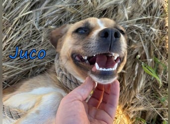Juco geb. 08/2024 (GRC) - ruhiger, sozialer und liebenswerter junger Mann sucht ein Zuhause!