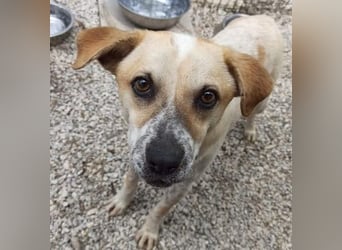 Romeo4 08/2022 (GRC) - schüchterner Schatz sucht Menschen mit großem Herz!