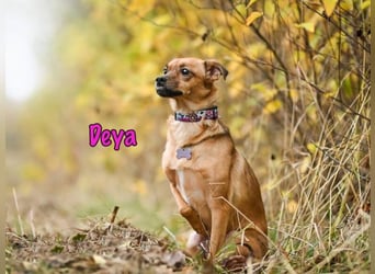 DRINGEND! Deya geb. 02/2021 (in Deutschland) - kleine Maus sucht zweite Chance!