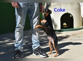 Coke geb. 12/2024 (ESP) - verschmuster und menschenbezogener Junghund!