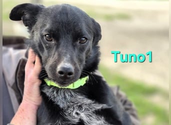 Tuno1 geb. 06/2025 (ESP) - fröhlicher und sanfter Junghund!