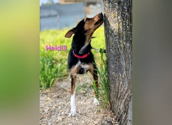 Heidi3 geb. 01/2025 (ESP) - kleine, fröhliche Hundedame sucht ihr Körbchen!