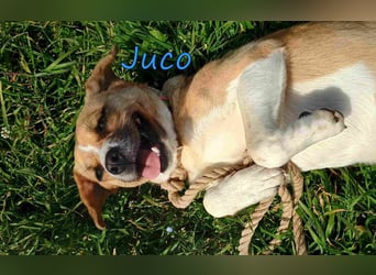 Juco geb. 08/2024 (GRC) - ruhiger, sozialer und liebenswerter junger Mann sucht ein Zuhause!