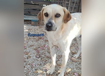 Romeo4 08/2022 (GRC) - schüchterner Schatz sucht Menschen mit Herz!