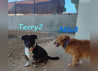 Terry2, geb. 11/2016 (ESP) - verschmuster und sozialer Rüde sucht seine Menschen!