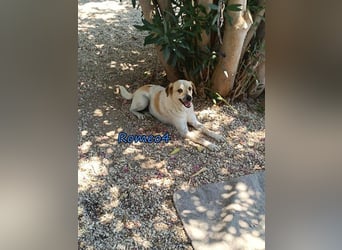 Romeo4 08/2022 (GRC) - schüchterner Schatz sucht Menschen mit Herz!