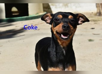 Coke geb. 12/2024 (ESP) - verschmuster und menschenbezogener Junghund!