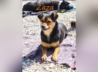 Zaza geb. 08/2022 (GRC) - kleine Hündin sucht Vertrauensperson!