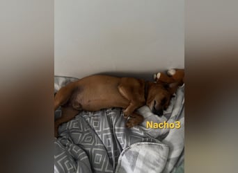 Nacho3 geb. 02/2022 (ESP) - geselliger und sozialer Bub sucht Pflegestelle oder Zuhause!