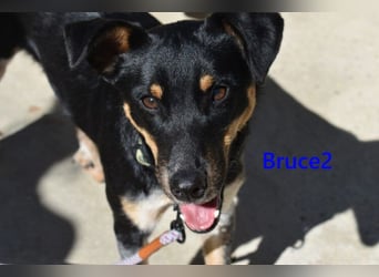 Bruce2 geb. 07.2025 (ESP) - freundlicher und verspielter Junghund sucht sein Zuhause!