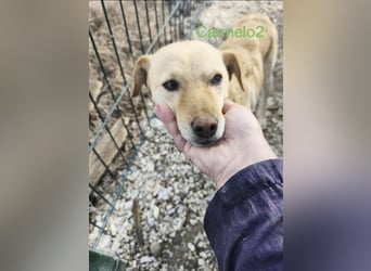 Carmelo2 geb. 10/2023 (GRC) - lieber, verschmuster Hundepartner sucht sein Zuhause!