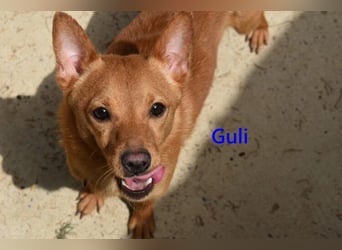 Guli geb. 07/2022 (ESP) - ein Sonne-im-Herzen Hund verdient sein Happy End!