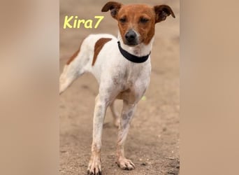 Kira7 geb. 07/2024 (ESP) - freundliches, liebevolles und verschmustes Bodeguero-Mix-Mädchen!
