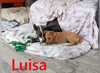 Luisa geb. 02/2023 (ESP) - verschmuste, wunderschöne Traumhündin!