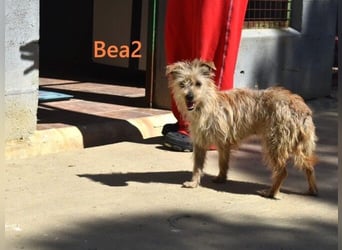 Bea2 geb. 04/2024 (ESP) - verschmuste kleine Wuschelmaus!