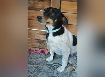 Laila2 geb. 01/2024 (GRC) - noch ein bisschen schüchtern hält sie Ausschau nach ihrer Chance!