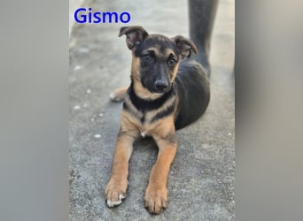 Gismo geb. 01/2026 (ESP) - charmanter, unverdorbener Welpe sucht sein Körbchen!