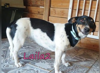 Laila2 geb. 01/2024 (GRC) - noch ein bisschen schüchtern hält sie Ausschau nach ihrer Chance!