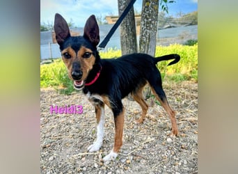 Heidi3 geb. 01/2025 (ESP) - kleine, fröhliche Hundedame sucht ihr Körbchen!