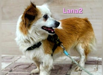 Lana2 geb. 05/2018 (ESP)- unkompliziert und sozial, dazu noch süß!